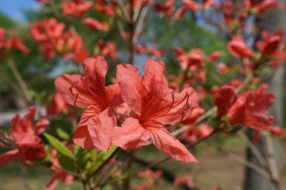 Fotografia da espécie Rhododendron kaempferi