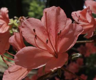 Fotografia da espécie Rhododendron kaempferi