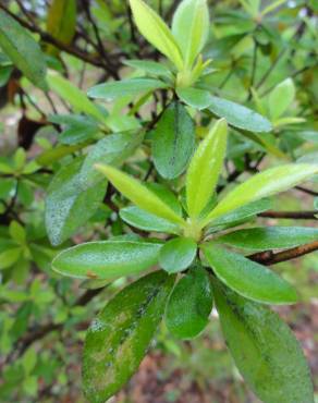 Fotografia 10 da espécie Rhododendron kaempferi no Jardim Botânico UTAD