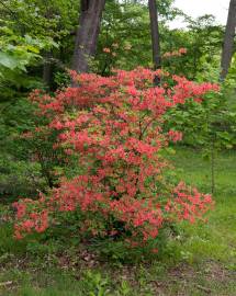 Fotografia da espécie Rhododendron kaempferi