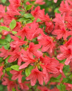 Fotografia 12 da espécie Rhododendron kaempferi no Jardim Botânico UTAD