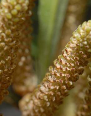 Fotografia 3 da espécie Podocarpus macrophyllus no Jardim Botânico UTAD