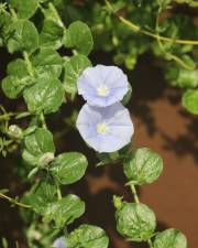 Fotografia da espécie Convolvulus sabatius