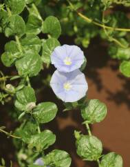 Convolvulus sabatius