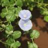 Fotografia 1 da espécie Convolvulus sabatius do Jardim Botânico UTAD