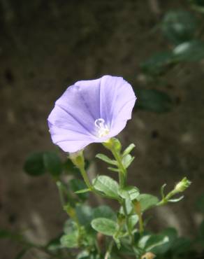 Fotografia 2 da espécie Convolvulus sabatius no Jardim Botânico UTAD