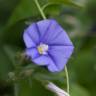 Fotografia 3 da espécie Convolvulus sabatius do Jardim Botânico UTAD