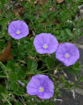 Fotografia 4 da espécie Convolvulus sabatius no Jardim Botânico UTAD