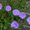 Fotografia 4 da espécie Convolvulus sabatius do Jardim Botânico UTAD