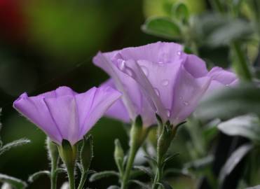 Fotografia da espécie Convolvulus sabatius