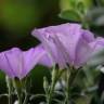 Fotografia 5 da espécie Convolvulus sabatius do Jardim Botânico UTAD