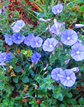 Fotografia 7 da espécie Convolvulus sabatius no Jardim Botânico UTAD