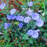 Fotografia 7 da espécie Convolvulus sabatius do Jardim Botânico UTAD