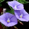 Fotografia 8 da espécie Convolvulus sabatius do Jardim Botânico UTAD
