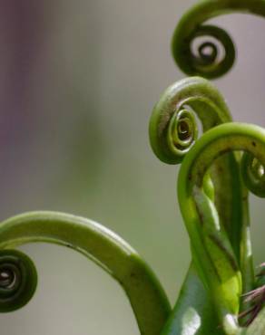 Fotografia 4 da espécie Pteris vittata no Jardim Botânico UTAD