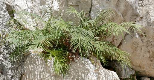 Fotografia da espécie Pteris vittata