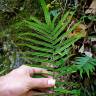 Fotografia 6 da espécie Pteris vittata do Jardim Botânico UTAD