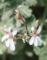 Pelargonium x fragrans