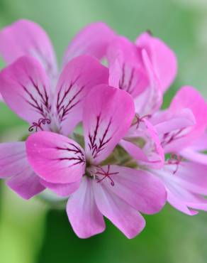 Fotografia 5 da espécie Pelargonium capitatum no Jardim Botânico UTAD