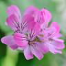 Fotografia 5 da espécie Pelargonium capitatum do Jardim Botânico UTAD