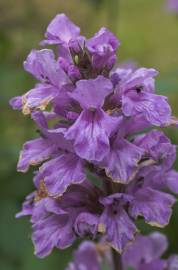 Fotografia da espécie Salvia uliginosa
