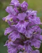 Fotografia da espécie Salvia uliginosa