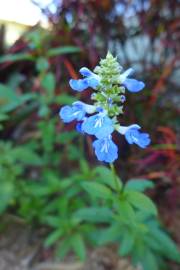 Fotografia da espécie Salvia uliginosa