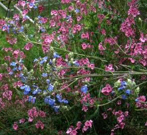Fotografia da espécie Salvia uliginosa