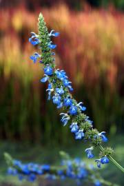 Fotografia da espécie Salvia uliginosa