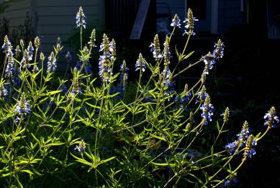 Fotografia da espécie Salvia uliginosa