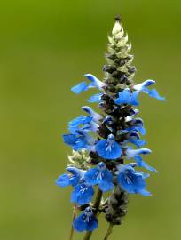 Fotografia da espécie Salvia uliginosa