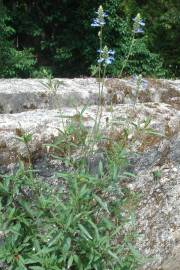 Fotografia da espécie Salvia uliginosa