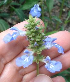 Fotografia da espécie Salvia uliginosa
