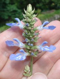 Fotografia da espécie Salvia uliginosa