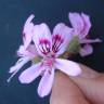 Fotografia 7 da espécie Pelargonium capitatum do Jardim Botânico UTAD