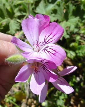 Fotografia 8 da espécie Pelargonium capitatum no Jardim Botânico UTAD