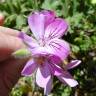 Fotografia 8 da espécie Pelargonium capitatum do Jardim Botânico UTAD