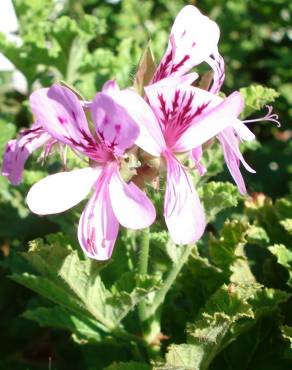 Fotografia 9 da espécie Pelargonium capitatum no Jardim Botânico UTAD