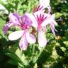 Fotografia 9 da espécie Pelargonium capitatum do Jardim Botânico UTAD