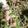 Fotografia 10 da espécie Pelargonium capitatum do Jardim Botânico UTAD