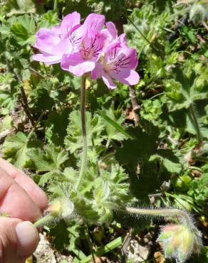 Fotografia 11 da espécie Pelargonium capitatum no Jardim Botânico UTAD