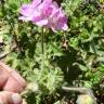 Fotografia 11 da espécie Pelargonium capitatum do Jardim Botânico UTAD