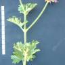 Fotografia 12 da espécie Pelargonium capitatum do Jardim Botânico UTAD