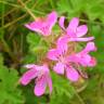 Fotografia 1 da espécie Pelargonium capitatum do Jardim Botânico UTAD