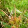 Fotografia 13 da espécie Pelargonium capitatum do Jardim Botânico UTAD