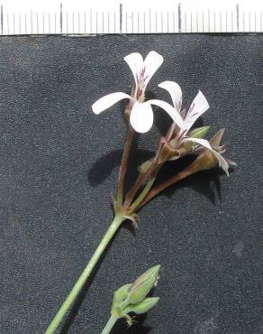 Fotografia 6 da espécie Pelargonium x fragrans no Jardim Botânico UTAD