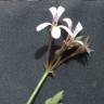Fotografia 6 da espécie Pelargonium x fragrans do Jardim Botânico UTAD