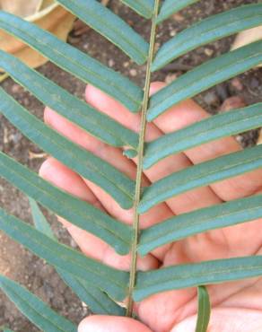 Fotografia 7 da espécie Pteris vittata no Jardim Botânico UTAD