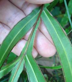 Fotografia da espécie Pteris umbrosa