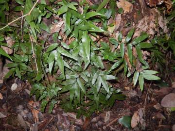 Fotografia da espécie Pteris umbrosa